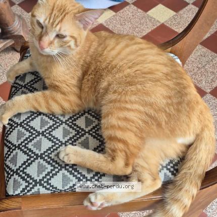 Photo 1/1 Chat trouvé Trouvé à Vernoil le fourrier
