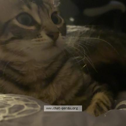 Photo 1/1 Waki Chat perdu à Tournefeuille