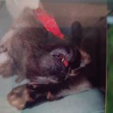 Photo de chat perdu à Saulx Les Chartreux 91160