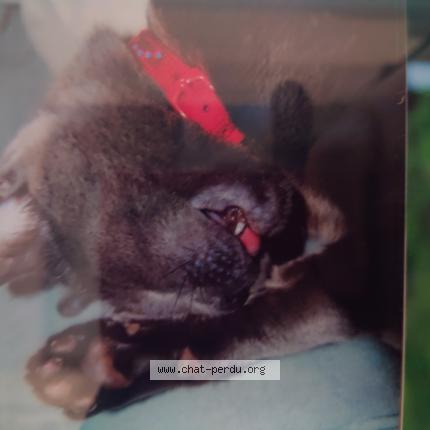 Photo 1/1 Era Chat perdu à Saulx les chartreux 91160