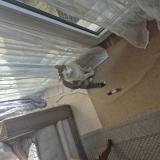 Photo de chat perdu à Elancourt