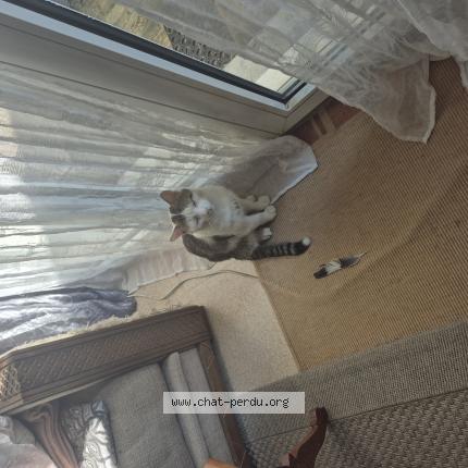 Photo 1/1 Simba Chat perdu à Elancourt