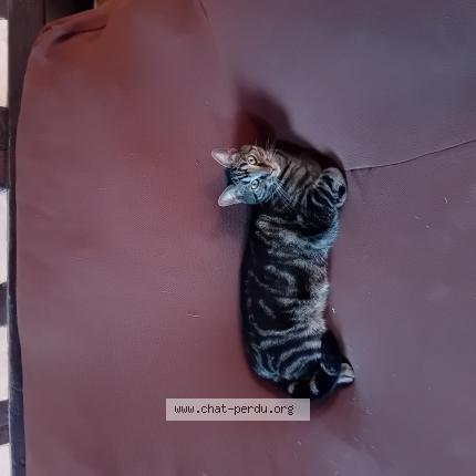 Photo 1/1 TITI Chat perdu à Authou