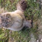 Photo de chat trouvé à Vaulx En Velin