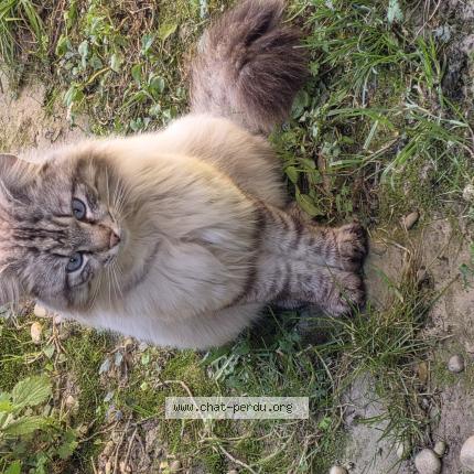Photo 1/1 Chat trouvé Trouvé à Vaulx en velin