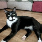 Photo de chat perdu à Salles