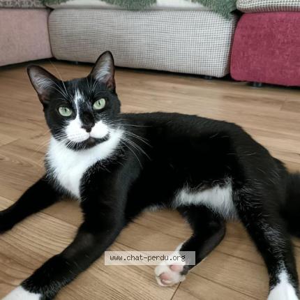 Photo 1/1 Ubert Chat perdu à Salles