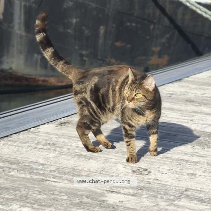 Photo 1/1 Nefy Chat perdu à Nevers