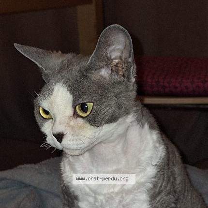 Photo 1/1 Zorba Chat perdu à Collonges sous saleve