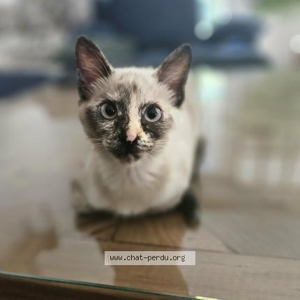 Photo 1/1 Aly Chat perdu à Chantepie