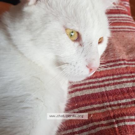 Photo 1/1 Chat trouvé Trouvé à Ivry Sur Seine