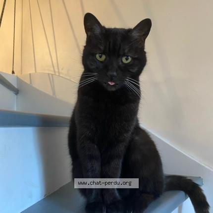 Photo 1/1 Goupille Chat perdu à Nandy