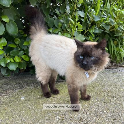 Photo 1/1 Chat trouvé Trouvé à Plabennec