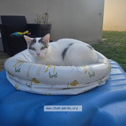 Photo 1/1 Willow Chat perdu à Ifs