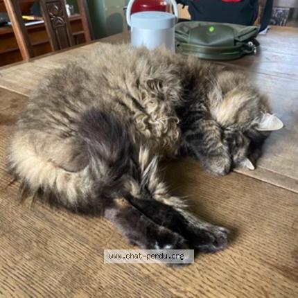 Photo 1/1 HENRIETTE Chat perdu à Bois colombes