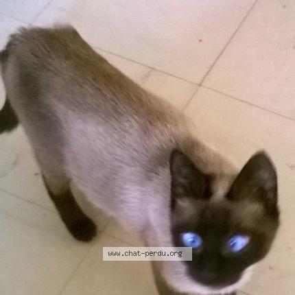 Photo 1/1 Minette Chat perdu à Souligny
