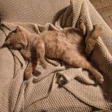 Photo de chat perdu à Uccle