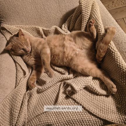 Photo 1/1 Boris Chat perdu à Uccle