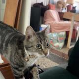 Photo de chat perdu à Armentieres