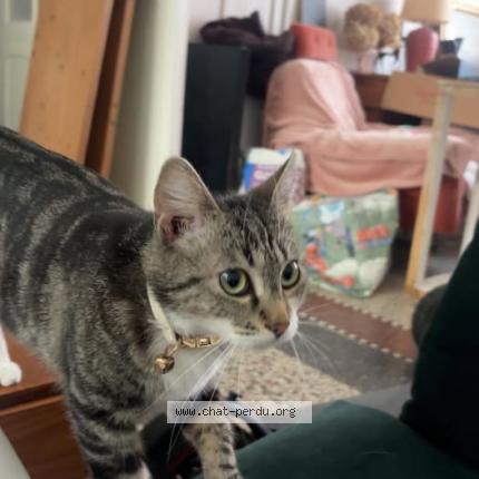 Photo 1/1 isis Chat perdu à Armentieres