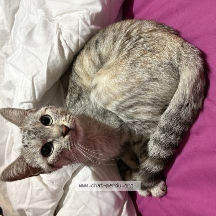 Photo 1/1 Chat trouvé Trouvé à Nanteuil les meaux