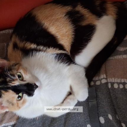 Photo 1/1 Chat trouvé Trouvé à Saint etienne de tulmont