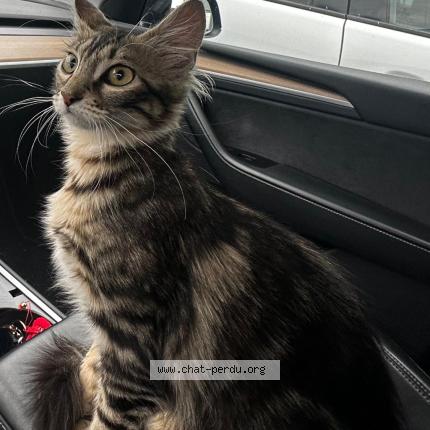 Photo 1/2 Chat retrouvé Perdu à Tournefeuille