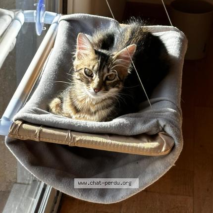 Photo 2/2 Chat retrouvé Perdu à Tournefeuille