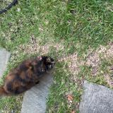 Photo de chat trouvé à Saline Les Bains