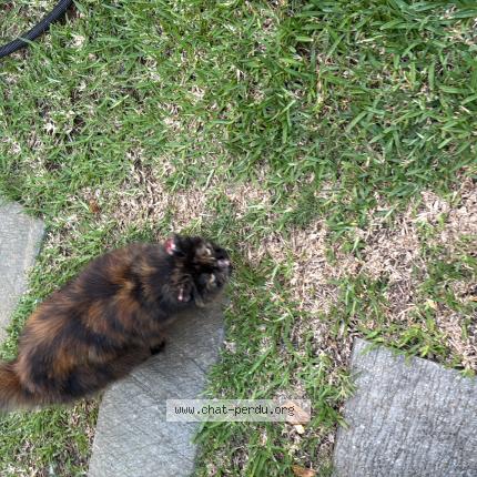 Photo 1/1 Chat trouvé Trouvé à Saline les bains