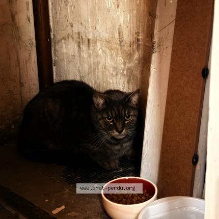 Photo 1/1 Chat trouvé Trouvé à Nice