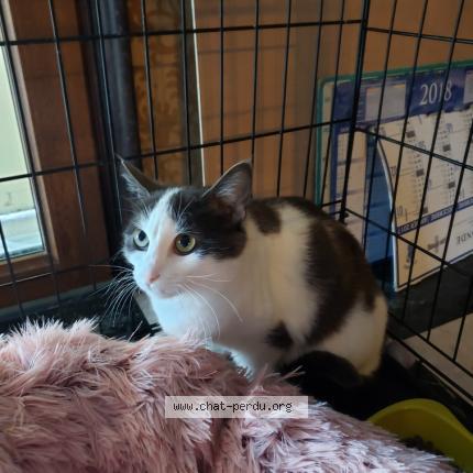 Photo 1/1 Chat trouvé Trouvé à Uzes