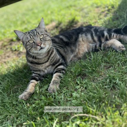 Photo 1/1 Rocky Chat perdu à Le plessis brion