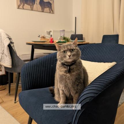 Photo 1/1 Lokie Chat perdu à Villejuif