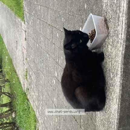 Photo 1/1 Chat trouvé Trouvé à Chambly