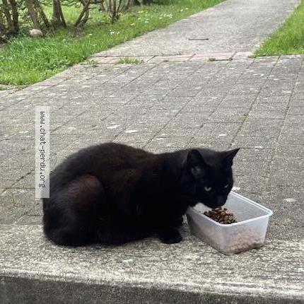 Photo 1/4 Chat trouvé Trouvé à Chambly