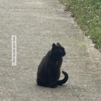 Photo 2/4 Chat trouvé Trouvé à Chambly