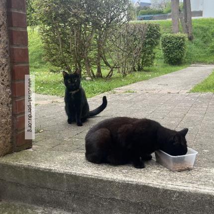 Photo 3/4 Chat trouvé Trouvé à Chambly