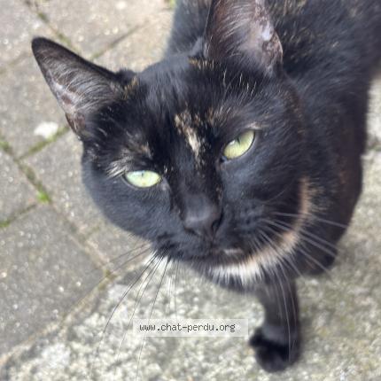 Photo 4/4 Chat trouvé Trouvé à Chambly