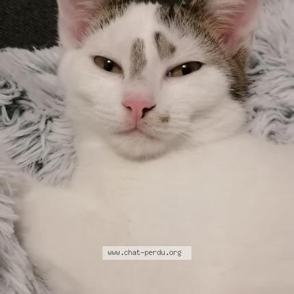 Photo 1/1 Pop Corn Chat perdu à Bezannes