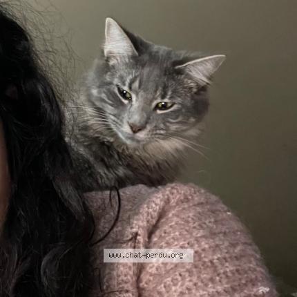 Photo 1/3 Whetü Chat perdu à Maisons alfort