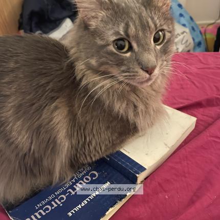 Photo 2/3 Whet&uuml; Chat perdu à Maisons alfort