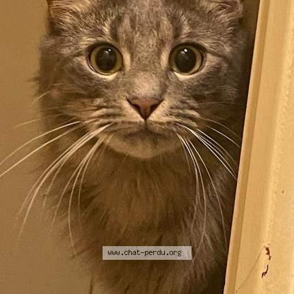 Photo 3/3 Whet&uuml; Chat perdu à Maisons alfort