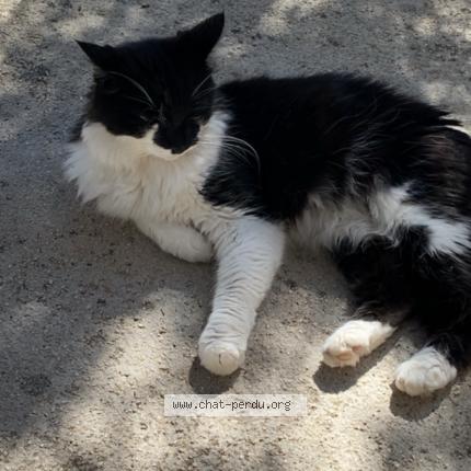 Photo 1/1 Lola Chat perdu à Marseille