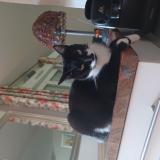 Photo de chat perdu à Roquettes