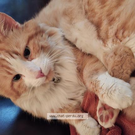 Photo 1/1 Peluche Chat perdu à Jujurieux