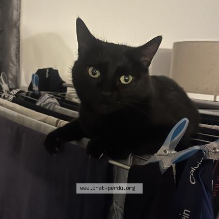 Photo 1/1 Rosie Chat perdu à Noilhan