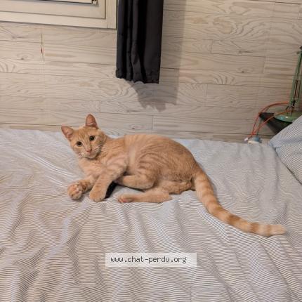 Photo 1/1 Edgar Chat perdu à Marseille