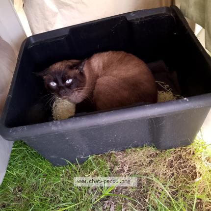 Photo 1/1 Chat trouvé Trouvé à Tourcoing