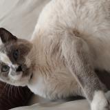 Photo de chat perdu à St Ouen Des Tois